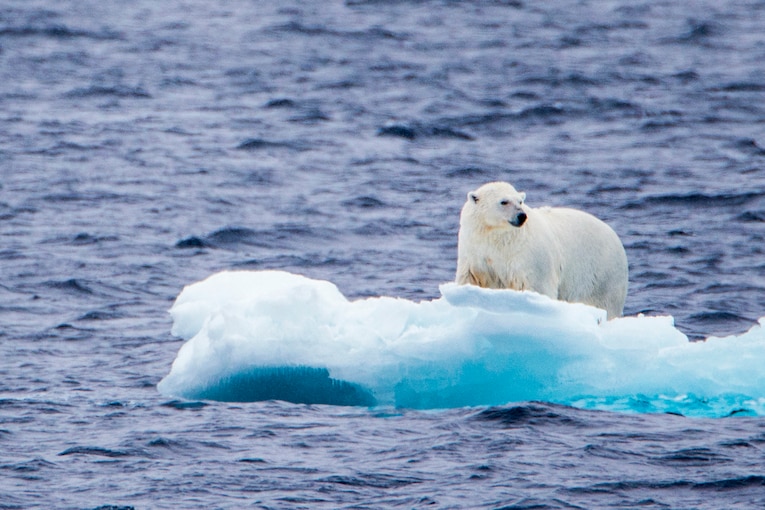A young polar bear investigates a piece of ice in the Chukchi Sea.